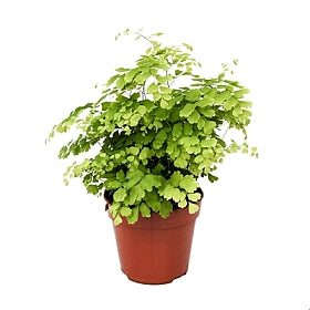 Planta naturala Adiantum raddianum 'Fragrans' H30 cm PS12 cm in pamant