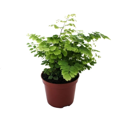 Planta naturala Adiantum raddianum 'Fritz-Luthi' H20 cm PS8.5 cm in pamant