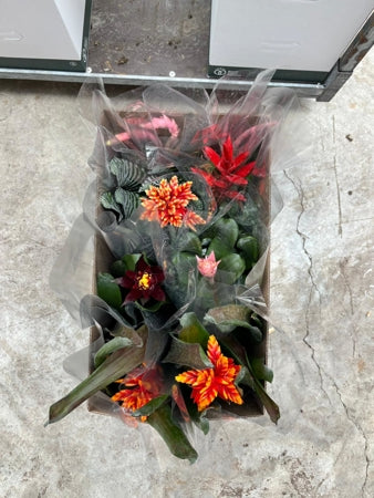 Planta naturala Aechmea mixed H60 cm PS15 cm in pamant