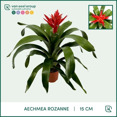 Planta naturala Aechmea Rozanne Elegant Red H60 cm PS15 cm in pamant