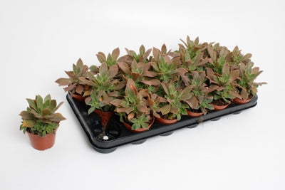 Planta naturala Aeonium H15 cm PS8.5 cm in pamant