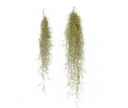 Planta naturala aeriana Planta naturala aeriana Tillandsia Usneoides XL 80 cm