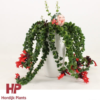 Planta naturala Aeschynanthus Bluster H35 cm PS15 cm in pamant