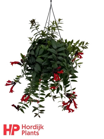 Planta naturala Aeschynanthus Caro Improved H35 cm PS15 cm in pamant