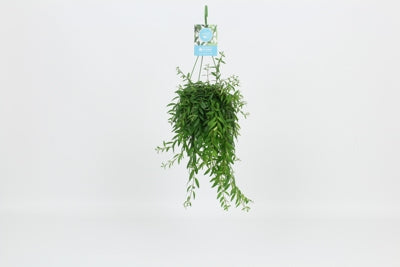 Planta naturala Aeschynanthus 'Japhrolepis' H30 cm PS14 cm in pamant