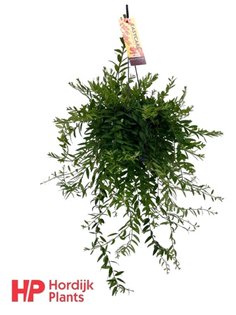 Planta naturala Aeschynanthus 'Japhrolepis' H35 cm PS15 cm in pamant