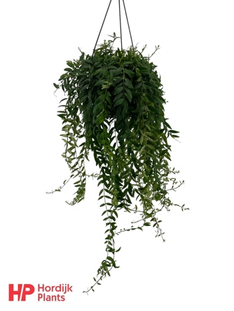 Planta naturala Aeschynanthus 'Japhrolepis' H35 cm PS15 cm in pamant
