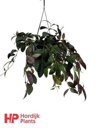 Planta naturala Aeschynanthus marmoratus H50 cm PS15 cm in pamant