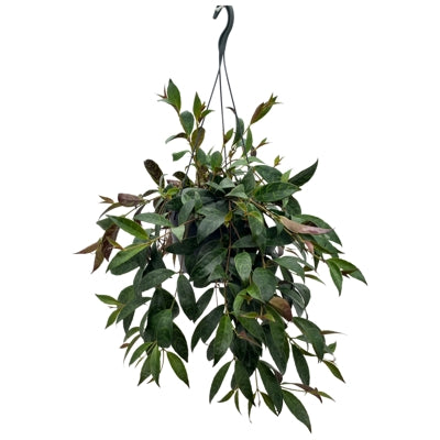 Planta naturala Aeschynanthus marmoratus H50 cm PS19 cm in pamant