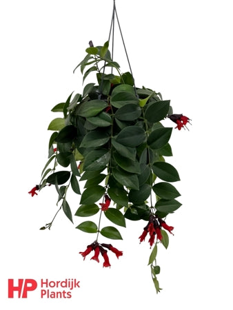 Planta naturala Aeschynanthus 'Mona Lisa' H35 cm PS15 cm in pamant