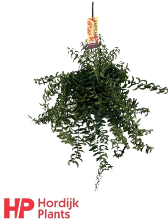 Planta naturala Aeschynanthus 'Twister' H40 cm PS15 cm in pamant