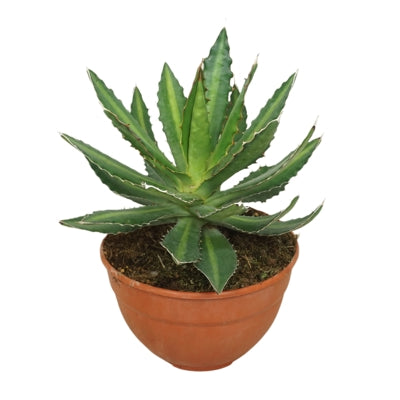 Planta naturala Agave lophantha H30 cm PS20 cm in pamant