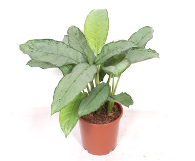 Planta naturala Aglaonema 'B.J. Freedman' H80 cm PS24 cm in pamant