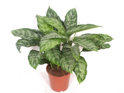Planta naturala Aglaonema Chantal H80 cm PS24 cm in pamant