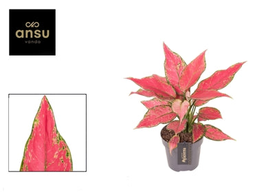 Planta naturala Aglaonema Cherry Baby H30 cm PS12 cm in pamant