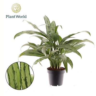 Planta naturala Aglaonema 'Cutlass' H40 cm PS12 cm in pamant