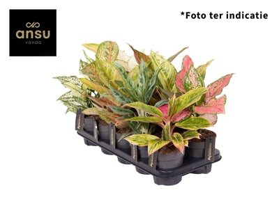 Planta naturala Aglaonema H30 cm PS12 cm in pamant