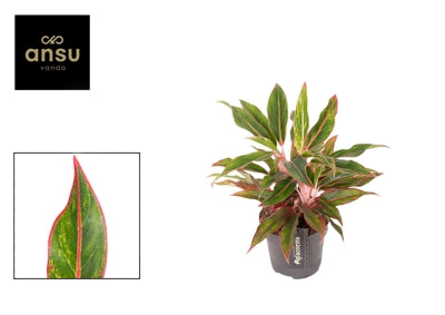 Planta naturala Aglaonema H35 cm PS12 cm in pamant