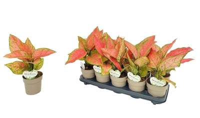 Planta naturala Aglaonema H40 cm PS12 cm in pamant