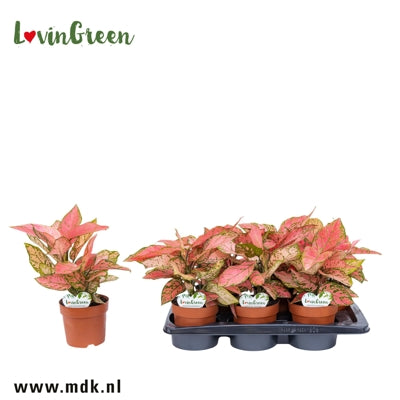 Planta naturala Aglaonema H40 cm PS12 cm in pamant
