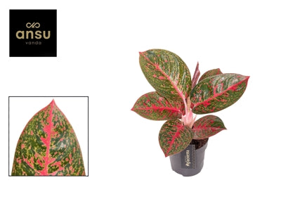 Planta naturala Aglaonema H45 cm PS12 cm in pamant