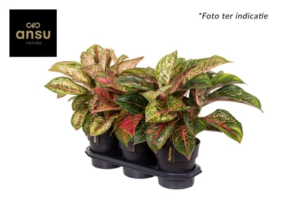 Planta naturala Aglaonema H45 cm PS19 cm in pamant