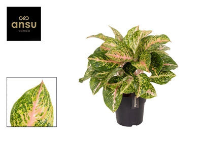 Planta naturala Aglaonema H50 cm PS19 cm in pamant