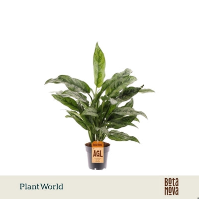 Planta naturala Aglaonema H55 cm PS14 cm in pamant