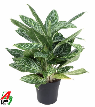 Planta naturala Aglaonema H80 cm PS24 cm in pamant