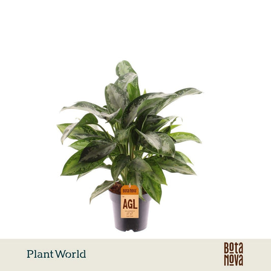 Planta naturala Aglaonema 'Jubilee' H40 cm PS14 cm in pamant
