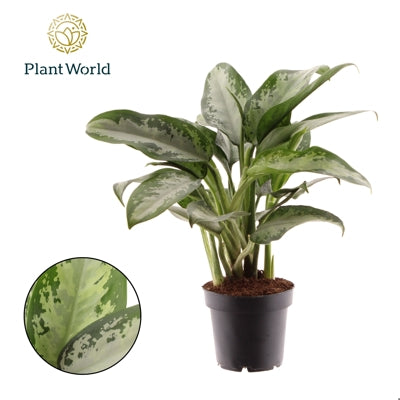 Planta naturala Aglaonema 'Jubilee' H45 cm PS12 cm in pamant