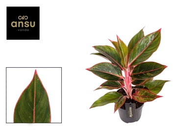 Planta naturala Aglaonema Jungle Red H40 cm PS12 cm in pamant
