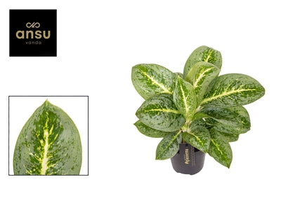 Planta naturala Aglaonema Lemon Mint H40 cm PS12 cm in pamant