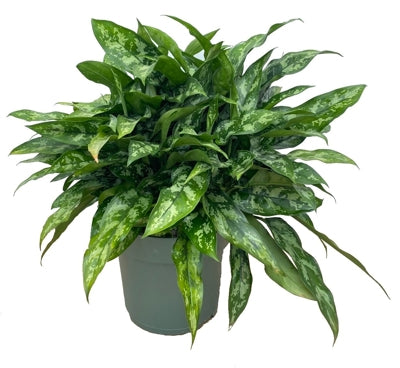 Planta naturala Aglaonema 'Maria' H60 cm PS27 cm in pamant
