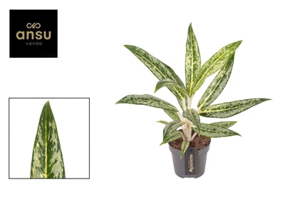 Planta naturala Aglaonema Matcha Lemon H45 cm PS12 cm in pamant