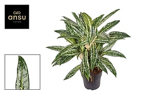 Planta naturala de interior H65cm Aglaonema Matcha Lemon PS19/17cm in pamant
