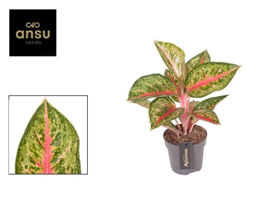 Planta naturala Aglaonema Paradise Red H40 cm PS12 cm in pamant