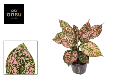 Planta naturala Aglaonema Pink Leopard H30 cm PS12 cm in pamant