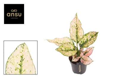 Planta naturala Aglaonema Rosy H35 cm PS12 cm in pamant