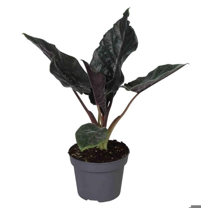 Planta naturala Alocasia 'Antoro Velvet' H30 cm PS12 cm in pamant