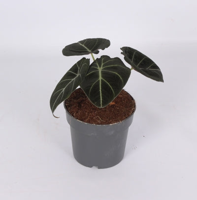 Planta naturala Alocasia 'Black Velvet' H35 cm PS14 cm in pamant
