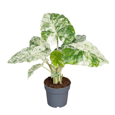 Planta naturala Alocasia H40 cm PS14 cm in pamant