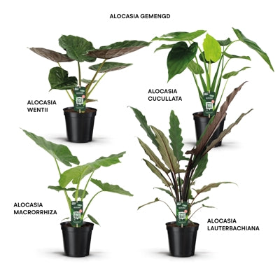 Planta naturala Alocasia H65 cm PS19 cm in pamant