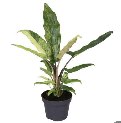 Planta naturala Alocasia lauterbachiana H30 cm PS12 cm in pamant