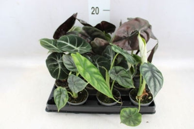 Planta naturala Alocasia mixed H18 cm PS6 cm in pamant