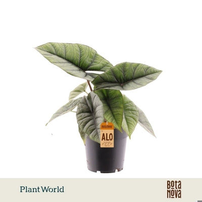 Planta naturala Alocasia 'Platinum' H30 cm PS14 cm in pamant