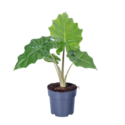 Planta naturala Alocasia 'Portodora' H45 cm PS14 cm in pamant