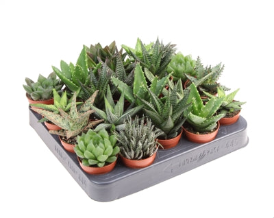 Planta naturala Aloe mixed H10 cm PS5.5 cm in pamant