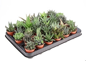 Planta naturala Aloe mixed H10 cm PS5.5 cm in pamant