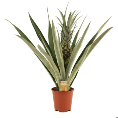 Planta naturala Ananas 'Champaca' H55 cm PS14 cm in pamant